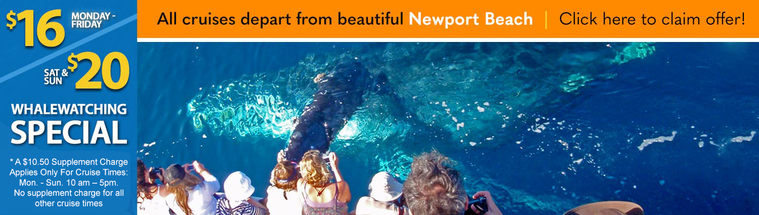 Long Beach Whale Watching $16 Special