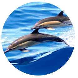 Orange County Common Dolphin