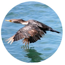 Orange County Cormorant