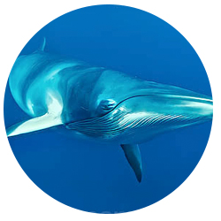 Orange County Minke Whale