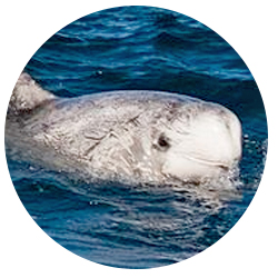 Orange County Risso Dolphin