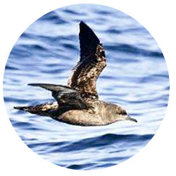 Orange County Shearwaters