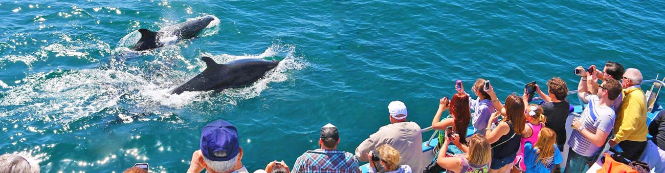 San Diego Whale Watch