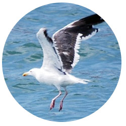 Southern California Gulls