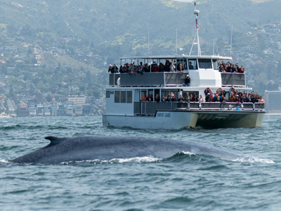 A Blue Whale comes up for air and gives a whale watching tour a view of its back along the coast of Newport Beach.