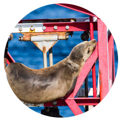 A California sea lion basks in the sun while resting on a Newport Beach bell buoy.