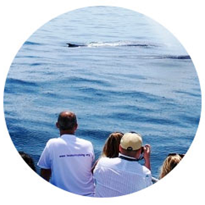 A group of whale watchers views and takes photographs of a fin whales from the boat.