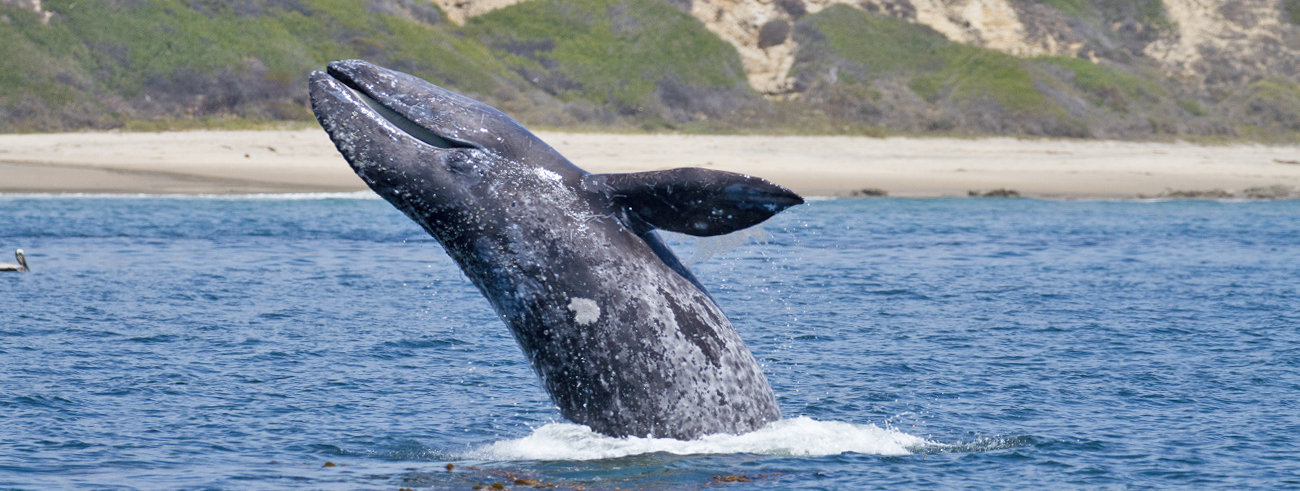 Gray whale swimming in the Pacific Ocean off the coast of Newport Beach.