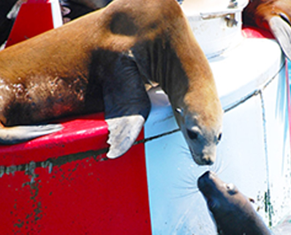 A group of seals lays out on a buoy, and a seal in the water reaches up towards them.