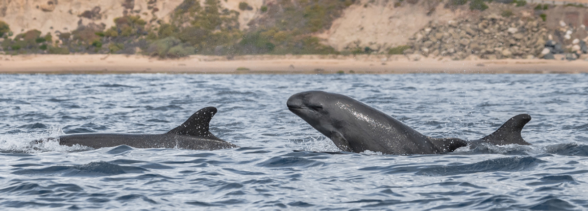 A False Killer Whale comes up out of the water while two others swim with their fins exposed in the Southern California Pacific Ocean.