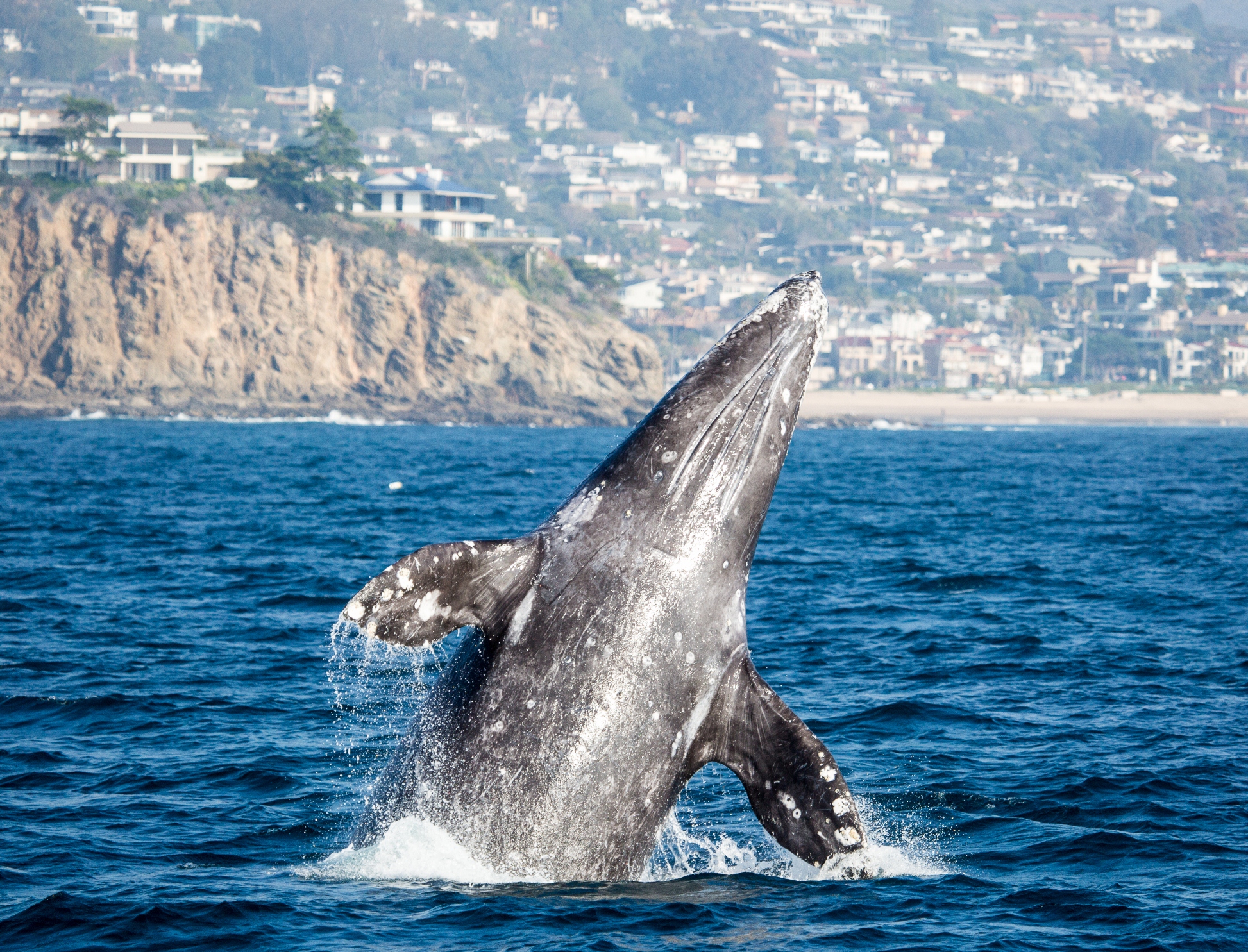 A large gray whale coming up out of the water, with the coastal town of Newport Beach visible in the background.