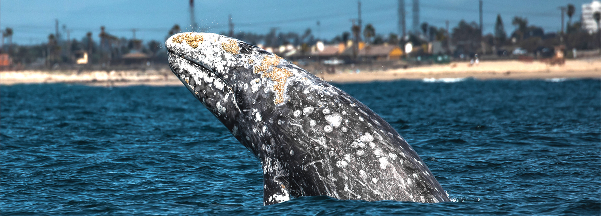 A gray whale leaps out of the Pacific Ocean and splashes down.