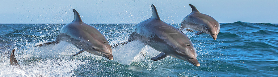 Three dolphins jump completely out of the Pacific Ocean