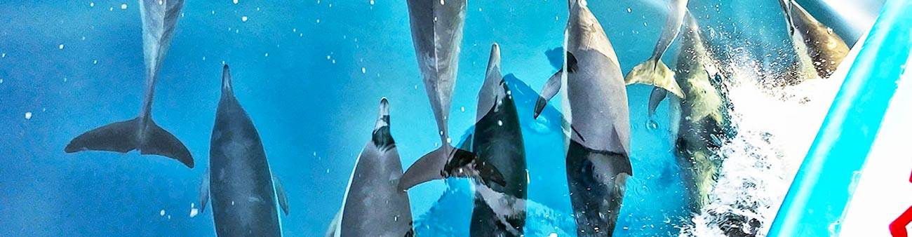 A pod of common dolphins swims underwater, passing under the whale watching tour boat in Newport Beach, California.