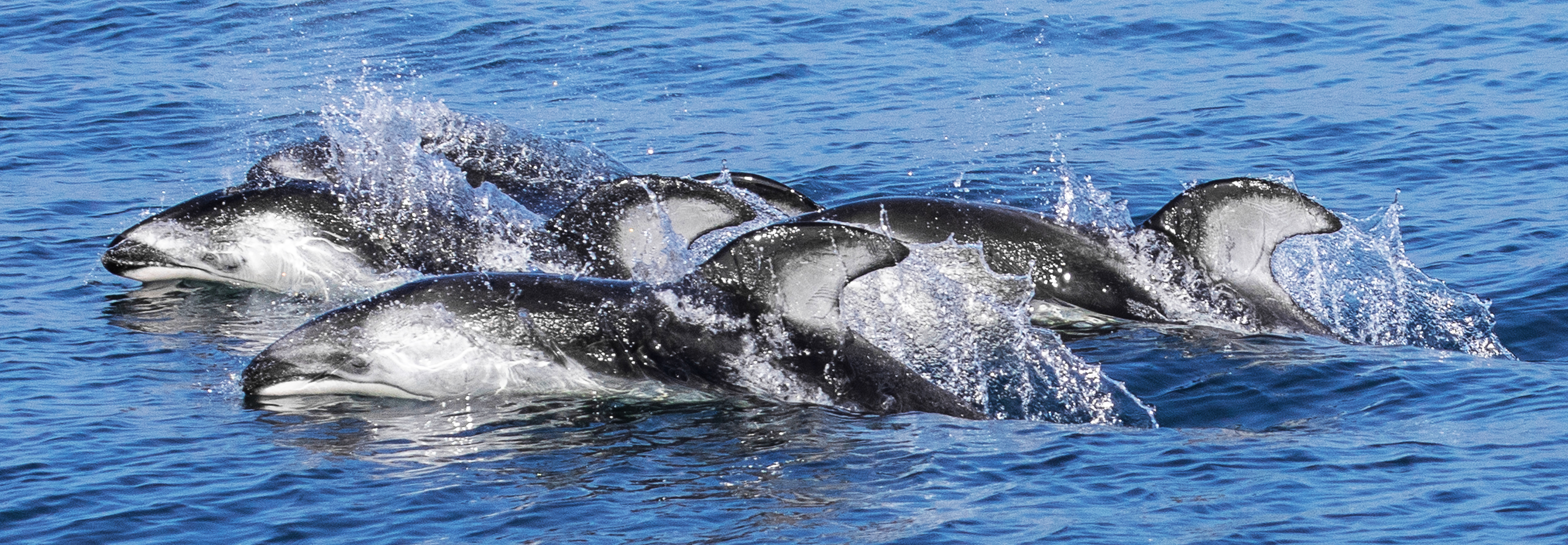 A pod of Pacific White-Sided Dolphins swim together in the Pacific Ocean, kicking up ocean spray.