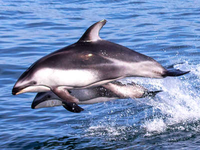 Pacific White-Sided Dolphins leap out of the water as they swim in the Pacific Ocean of California.