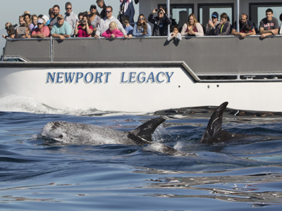 Risso's Dolphins swim alongside a Newport Beach whale watching tour as a group of patrons looks on and takes photographs.